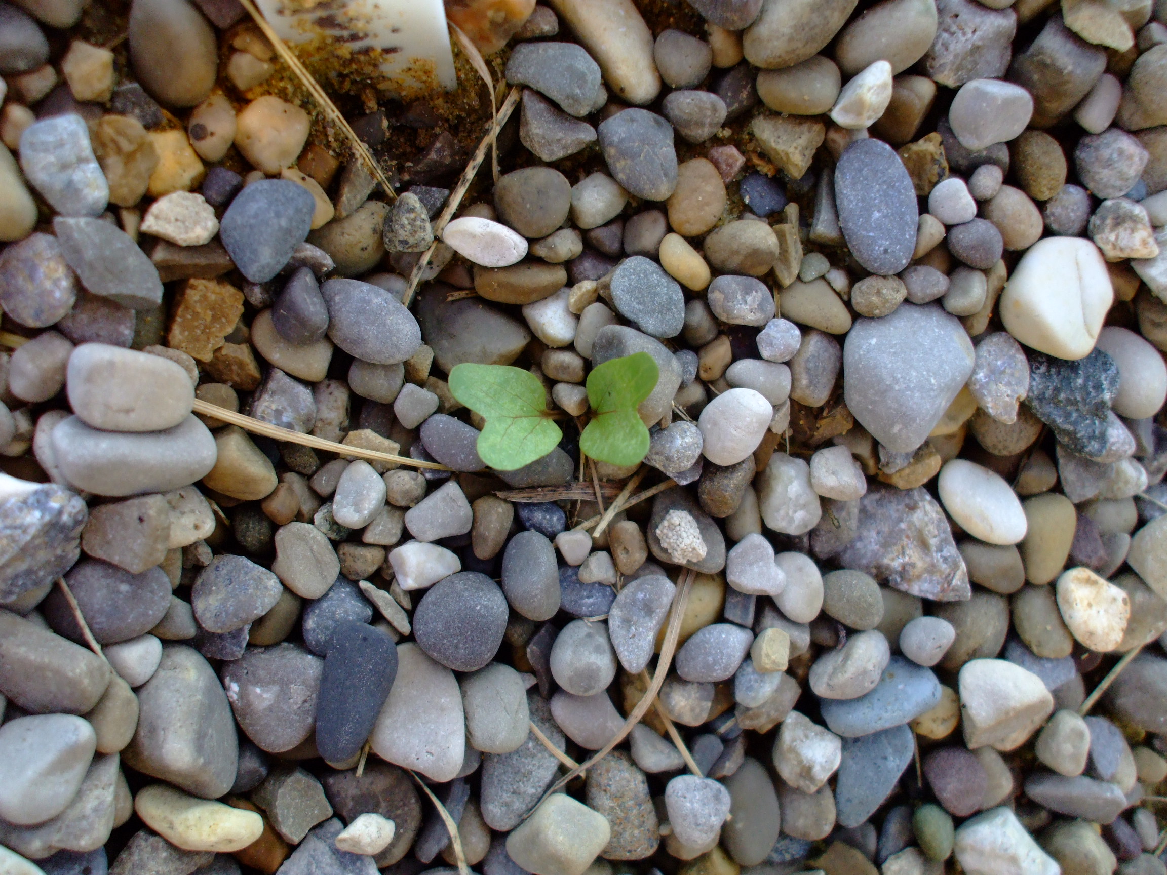 Convolvulus equitans
